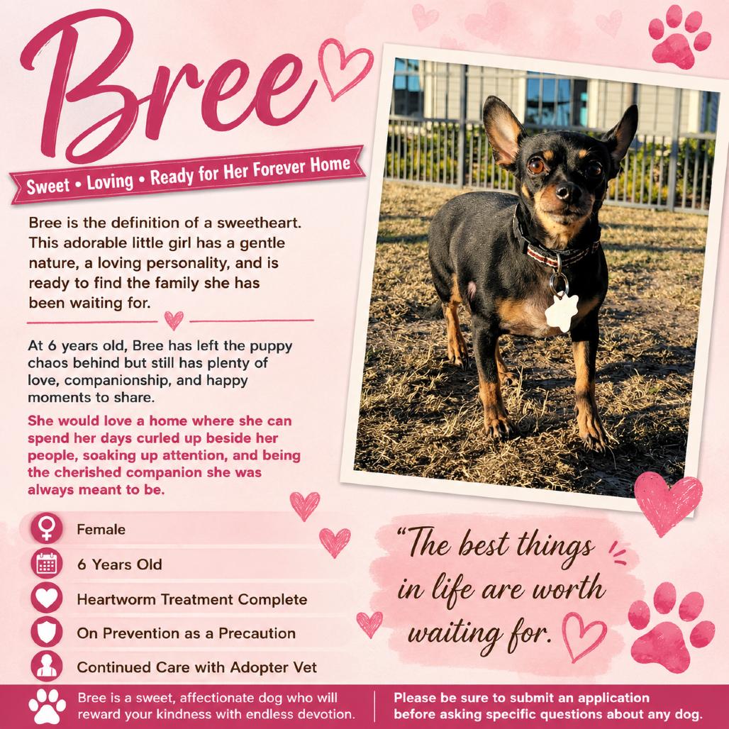 Bree, a Adoptable Chihuahua in Katy, TX image 2/2