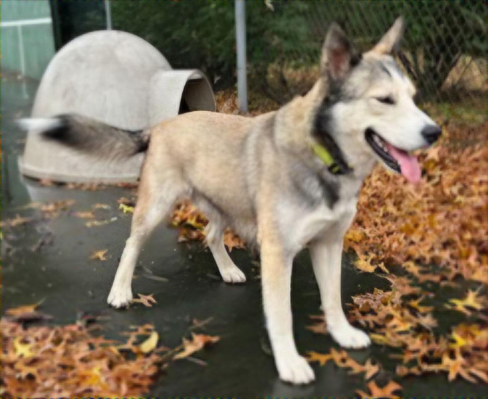 CUBBY HIKER, Adoptable, Adult Male Husky.