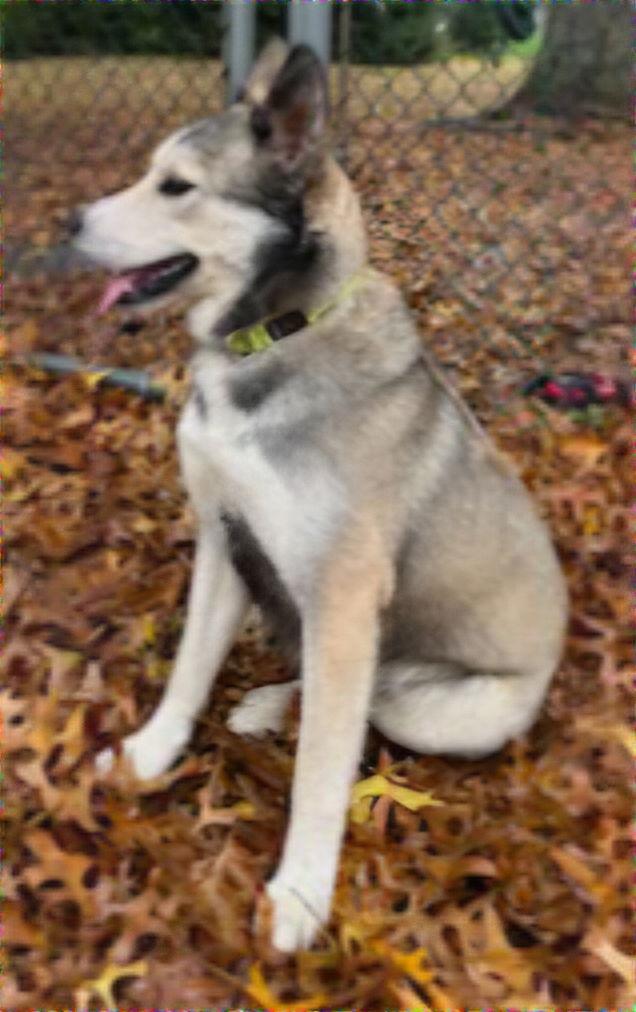 Enlarge CUBBY HIKER, a Adoptable Husky in Franklin, TN image 2/3
