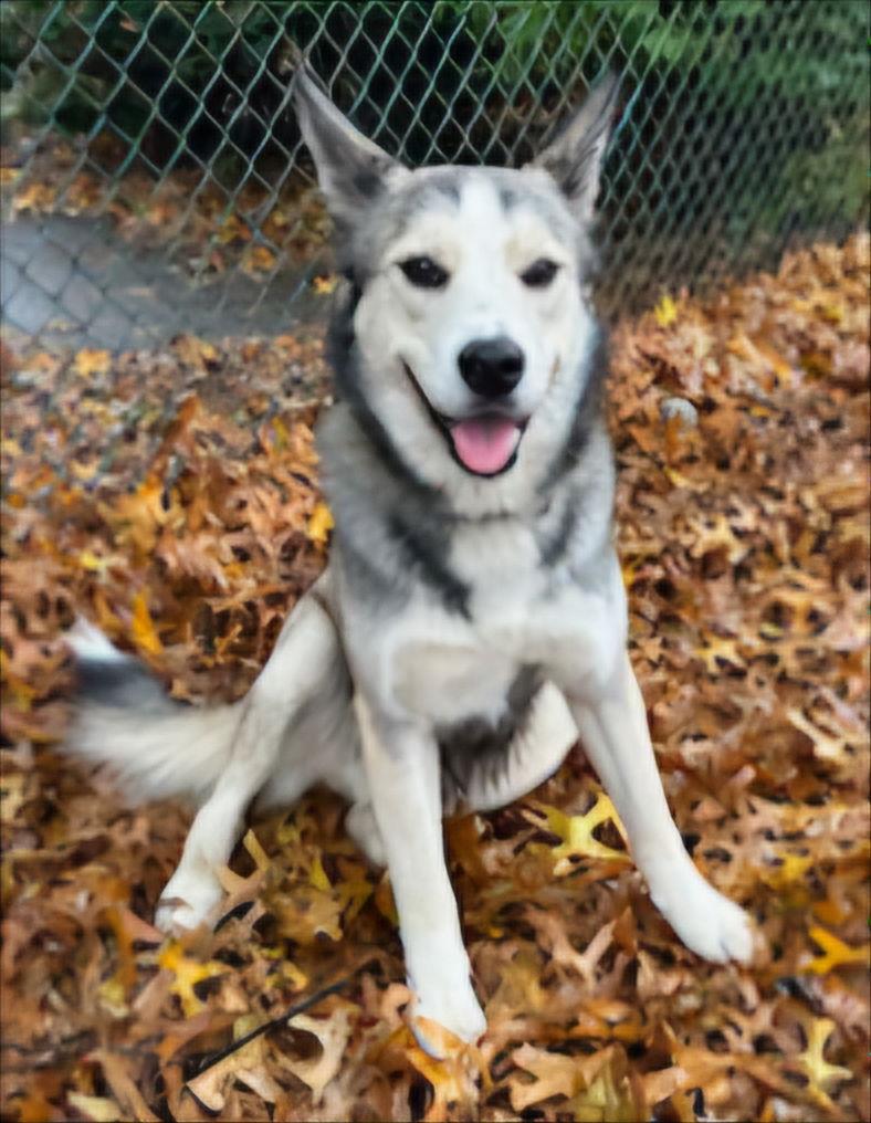 Enlarge CUBBY HIKER, a Adoptable Husky in Franklin, TN image 3/3