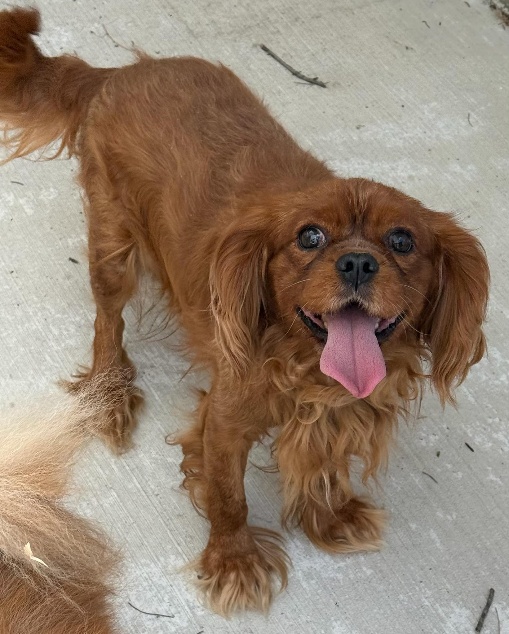 Enlarge Warrior, a ADOPTABLE Cavalier King Charles Spaniel in North Freedom, WI image 2/5