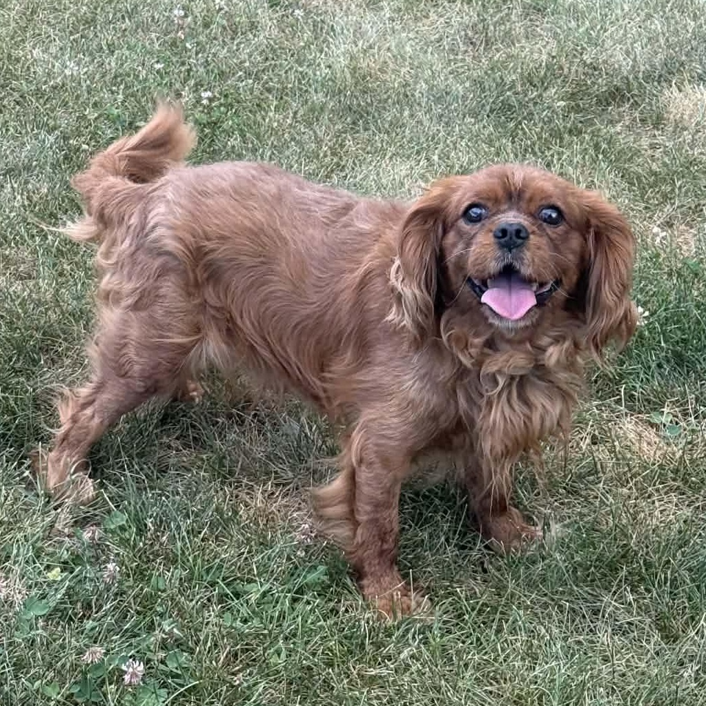Warrior, ADOPTABLE, Adult Male Cavalier King Charles Spaniel.