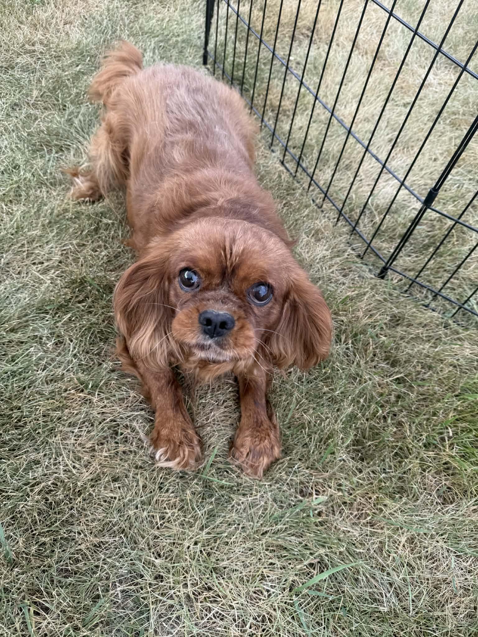 Enlarge Warrior, a ADOPTABLE Cavalier King Charles Spaniel in North Freedom, WI image 4/5
