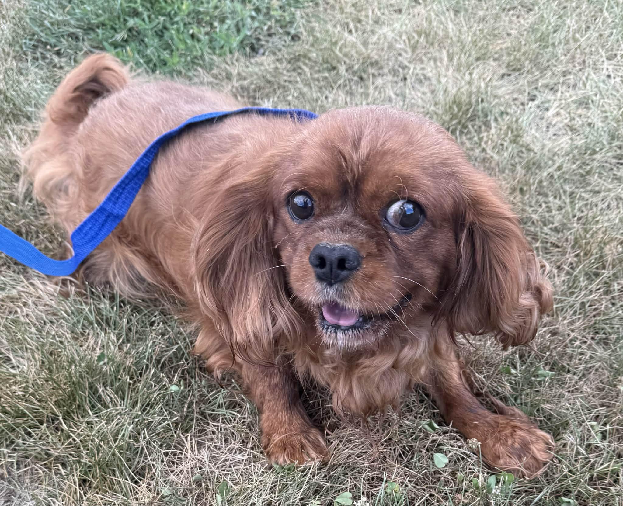 Enlarge Warrior, a ADOPTABLE Cavalier King Charles Spaniel in North Freedom, WI image 5/5