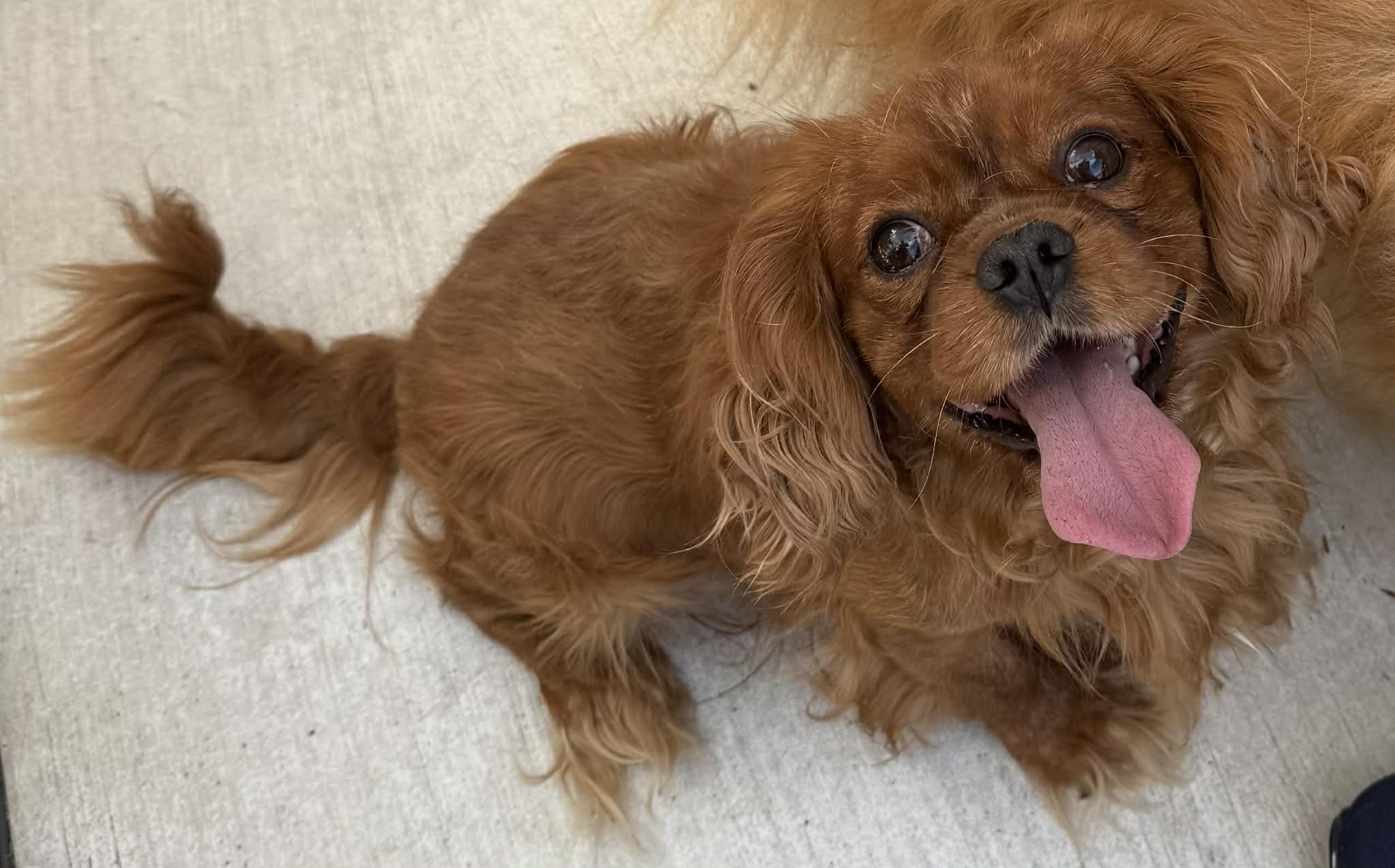 Enlarge Warrior, a ADOPTABLE Cavalier King Charles Spaniel in North Freedom, WI image 3/5