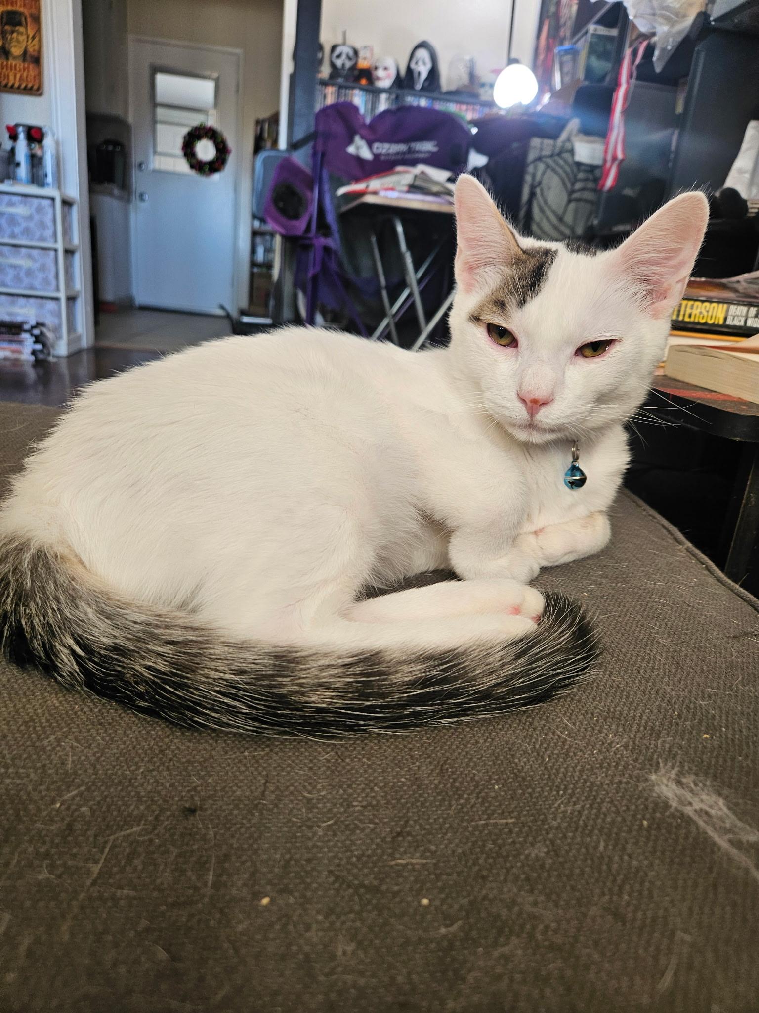 Enlarge Cody, a Adoptable Turkish Van in Santa Clarita, CA image 2/6