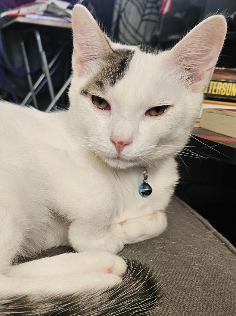 Enlarge Cody, a Adoptable Turkish Van in Santa Clarita, CA image 1/6