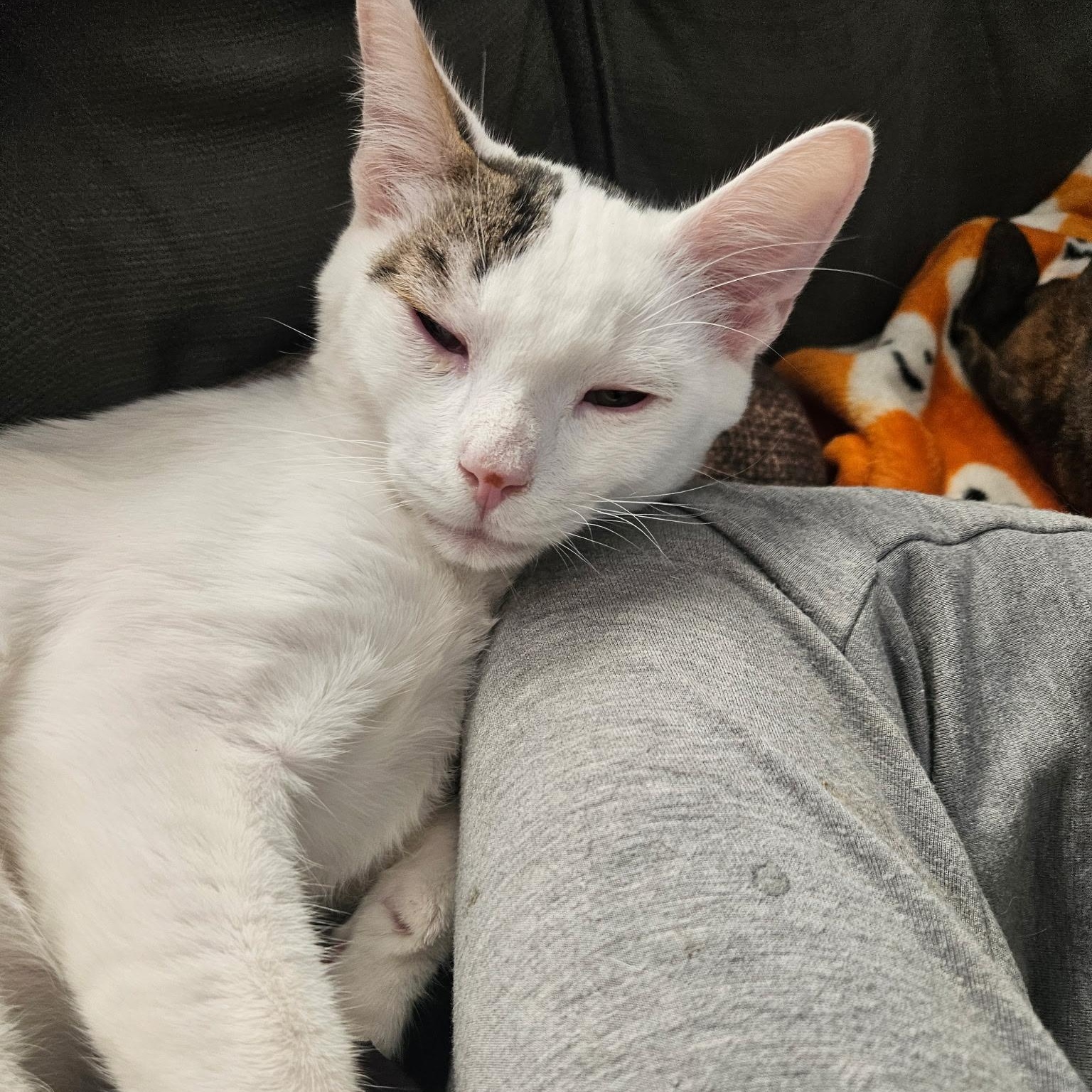 Enlarge Cody, a Adoptable Turkish Van in Santa Clarita, CA image 5/6