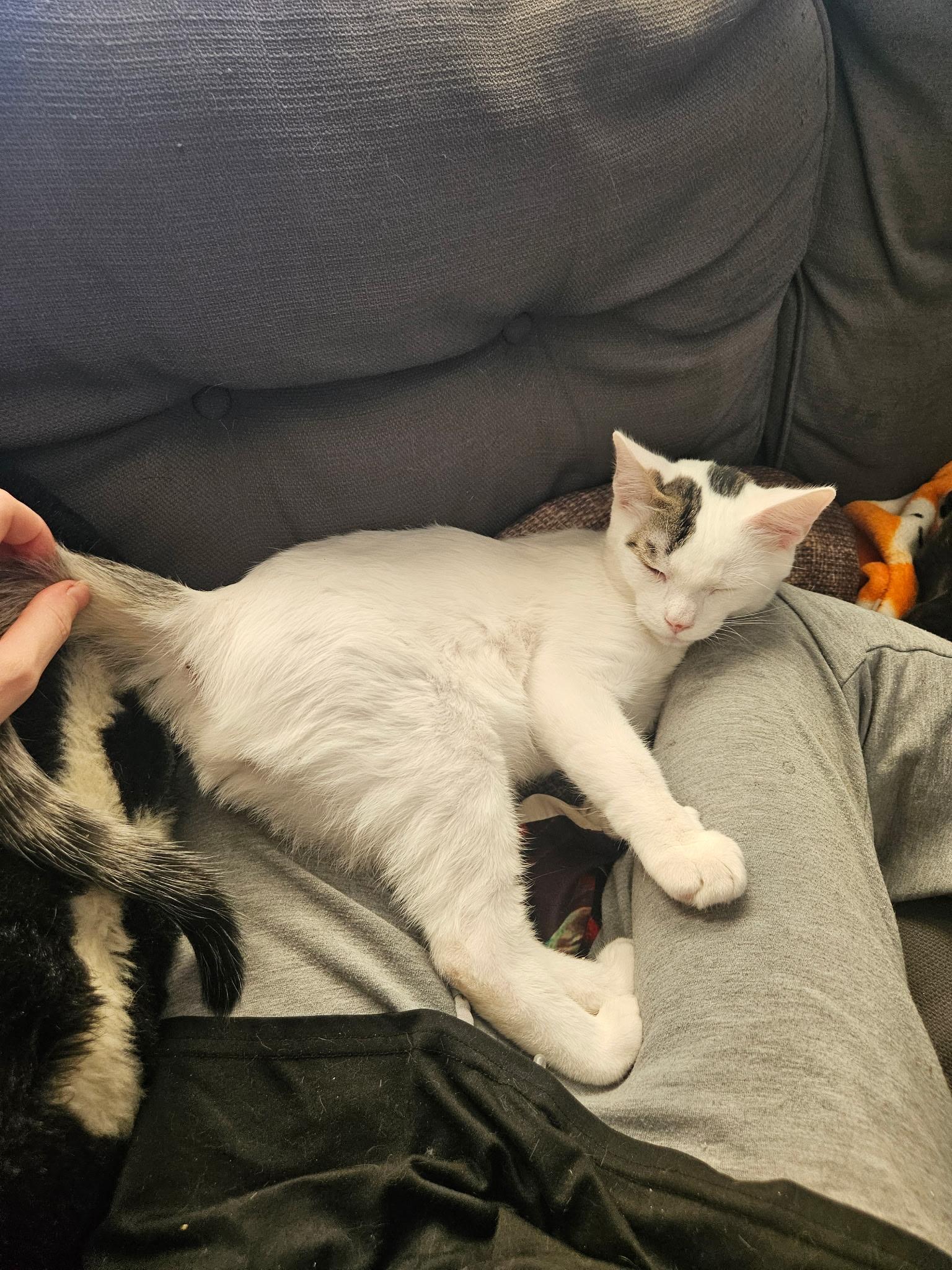 Enlarge Cody, a Adoptable Turkish Van in Santa Clarita, CA image 6/6