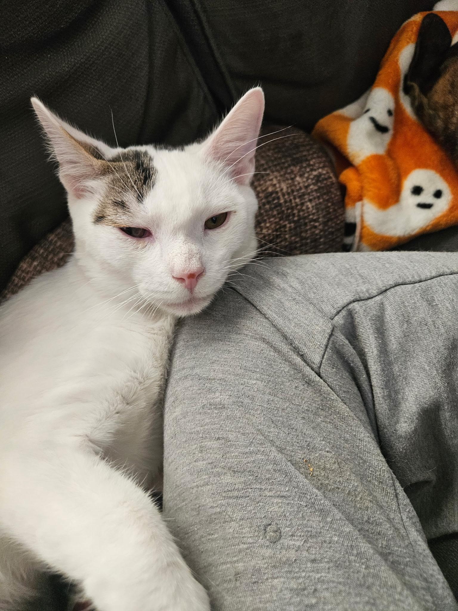 Enlarge Cody, a Adoptable Turkish Van in Santa Clarita, CA image 3/6