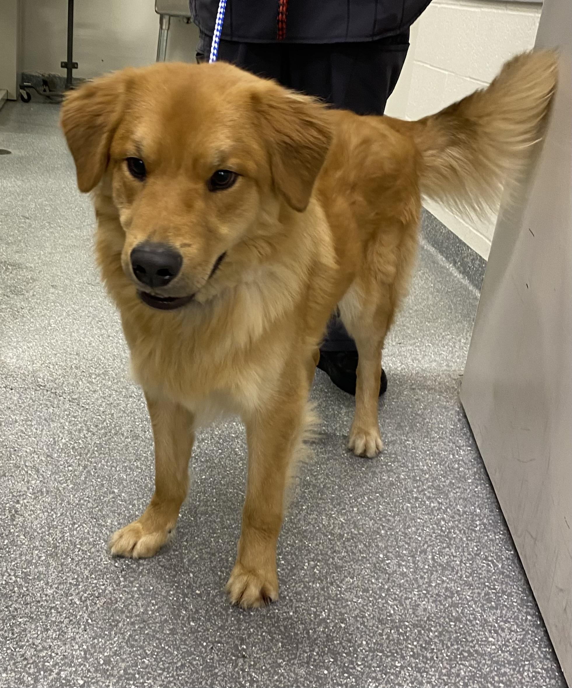 Enlarge Figgy, an adopted mixed breed in Las Vegas, NV image 1/3