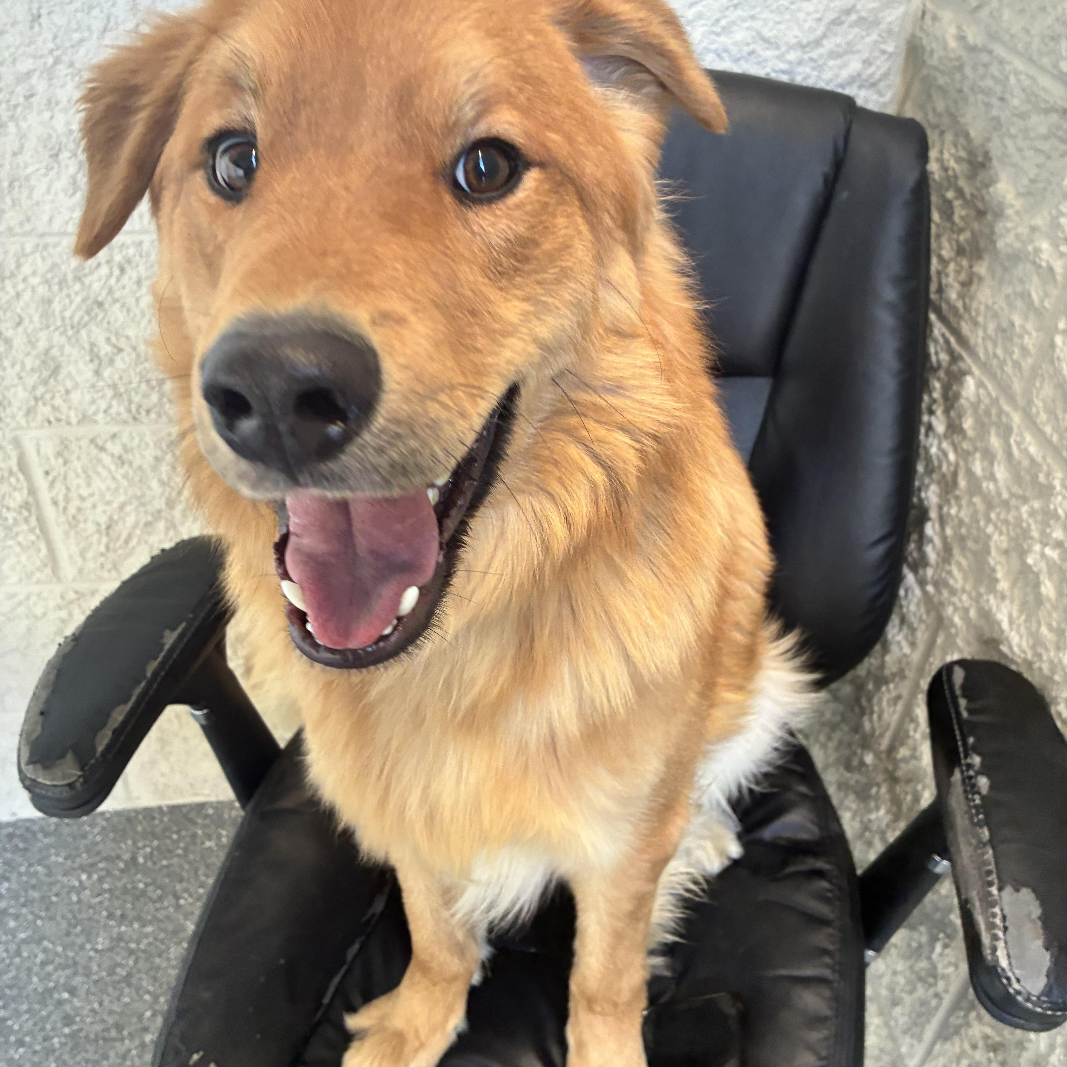 Enlarge Figgy, an adopted mixed breed in Las Vegas, NV image 3/3