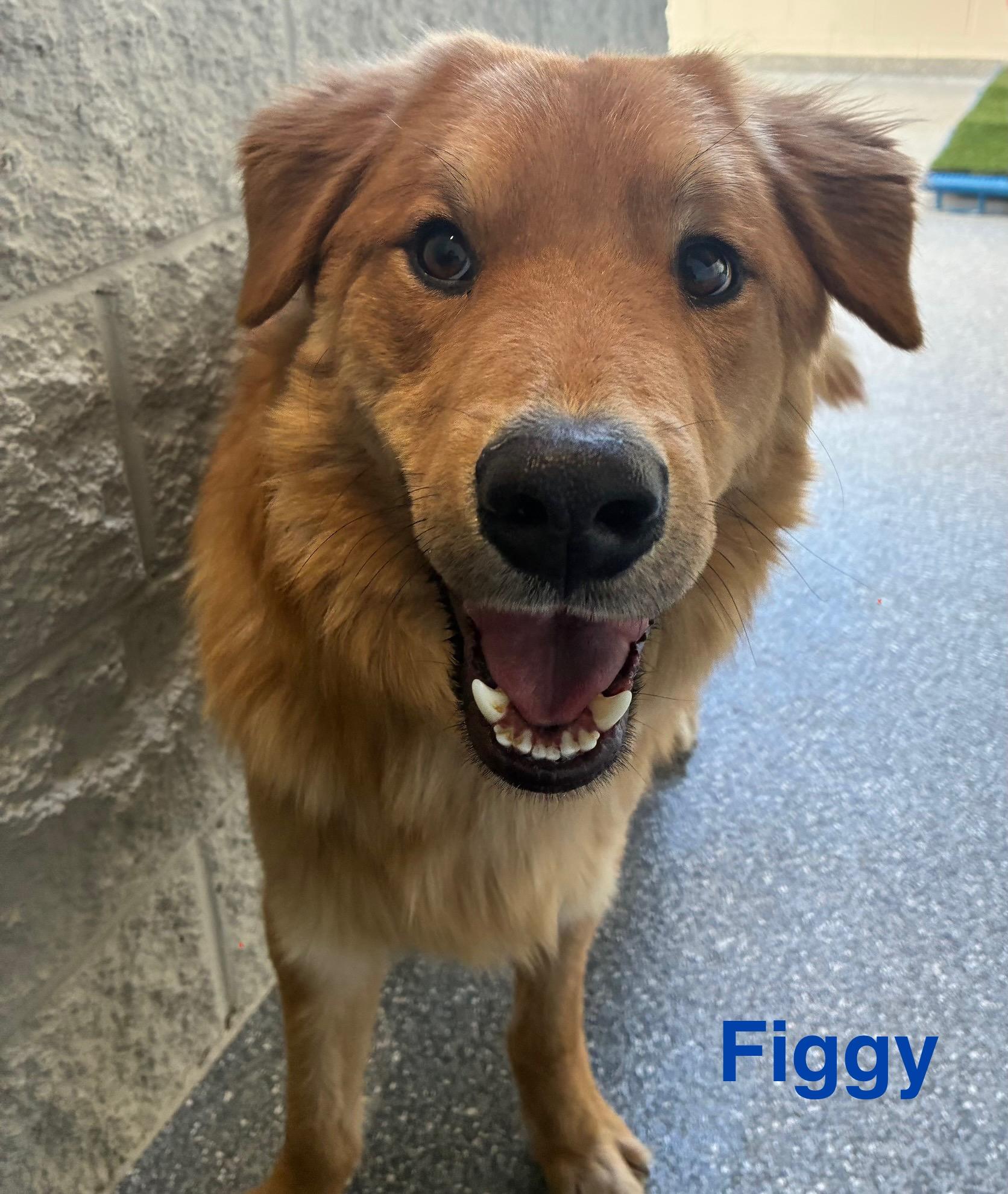 Enlarge Figgy, an adopted mixed breed in Las Vegas, NV image 2/3