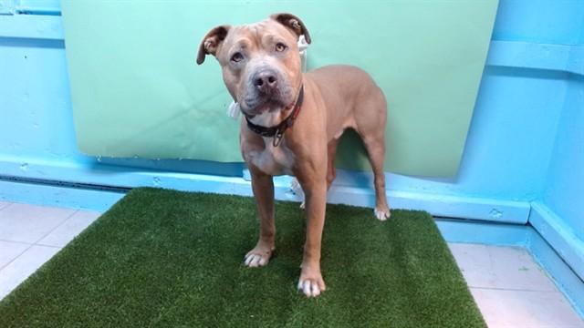 Enlarge BUBBA, a Adoptable Pit Bull Terrier in Gardena, CA image 1/1