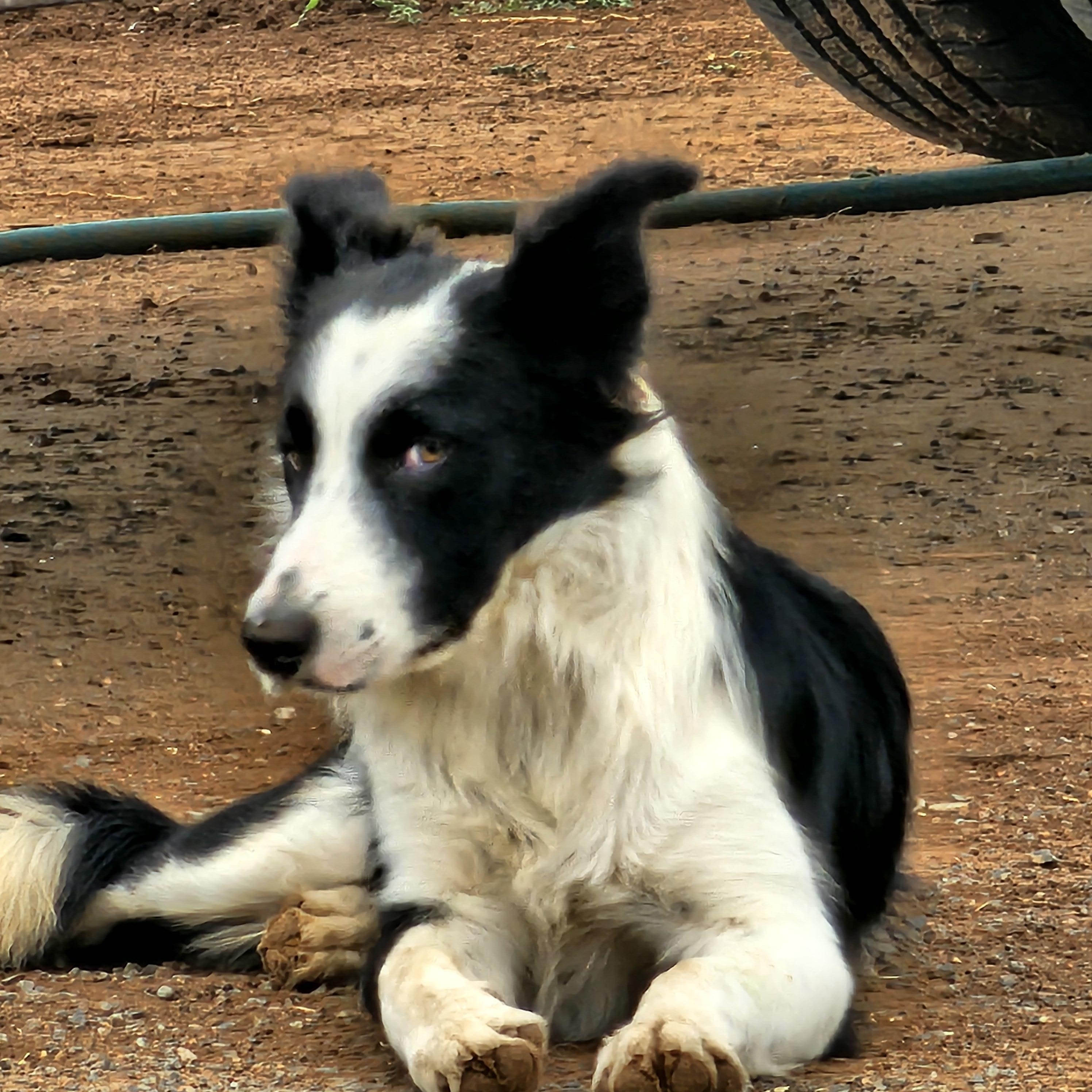 Enlarge Cooper, a ADOPTABLE Border Collie in Alpine, TX image 1/1