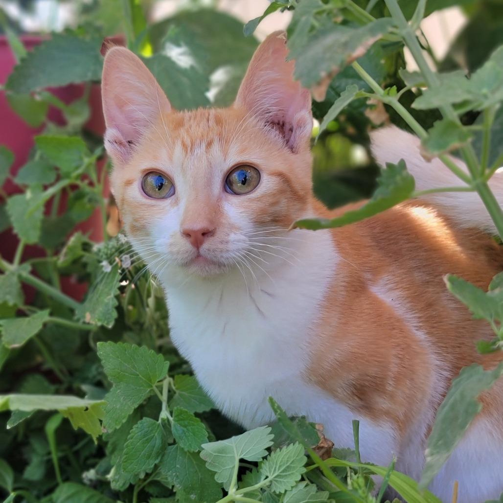 Enlarge Brandy, a Adoptable Domestic Short Hair in Washoe Valley, NV image 2/3