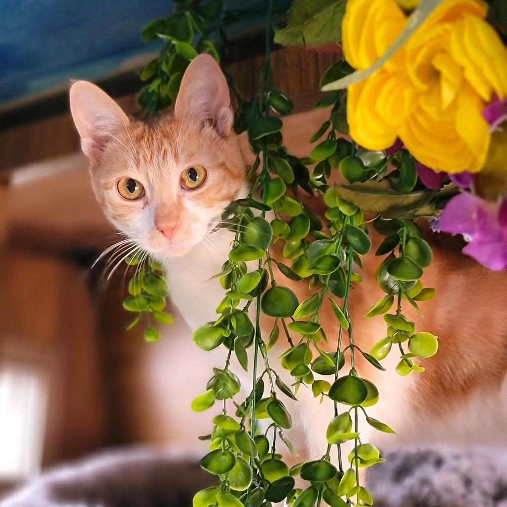 Brandy, Adoptable, Young Female Domestic Short Hair.