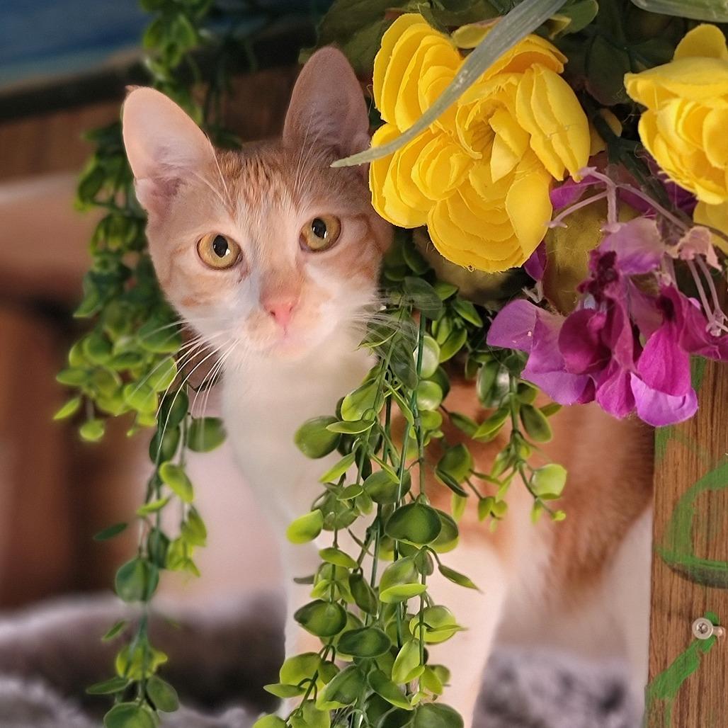 Enlarge Brandy, a Adoptable Domestic Short Hair in Washoe Valley, NV image 3/3