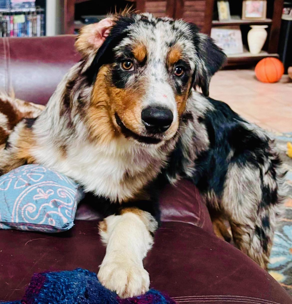 Enlarge [ADOPTION PENDING] ARPH# 14642 - Kanyon, a Adoptable Australian Shepherd in Burton, TX image 1/4