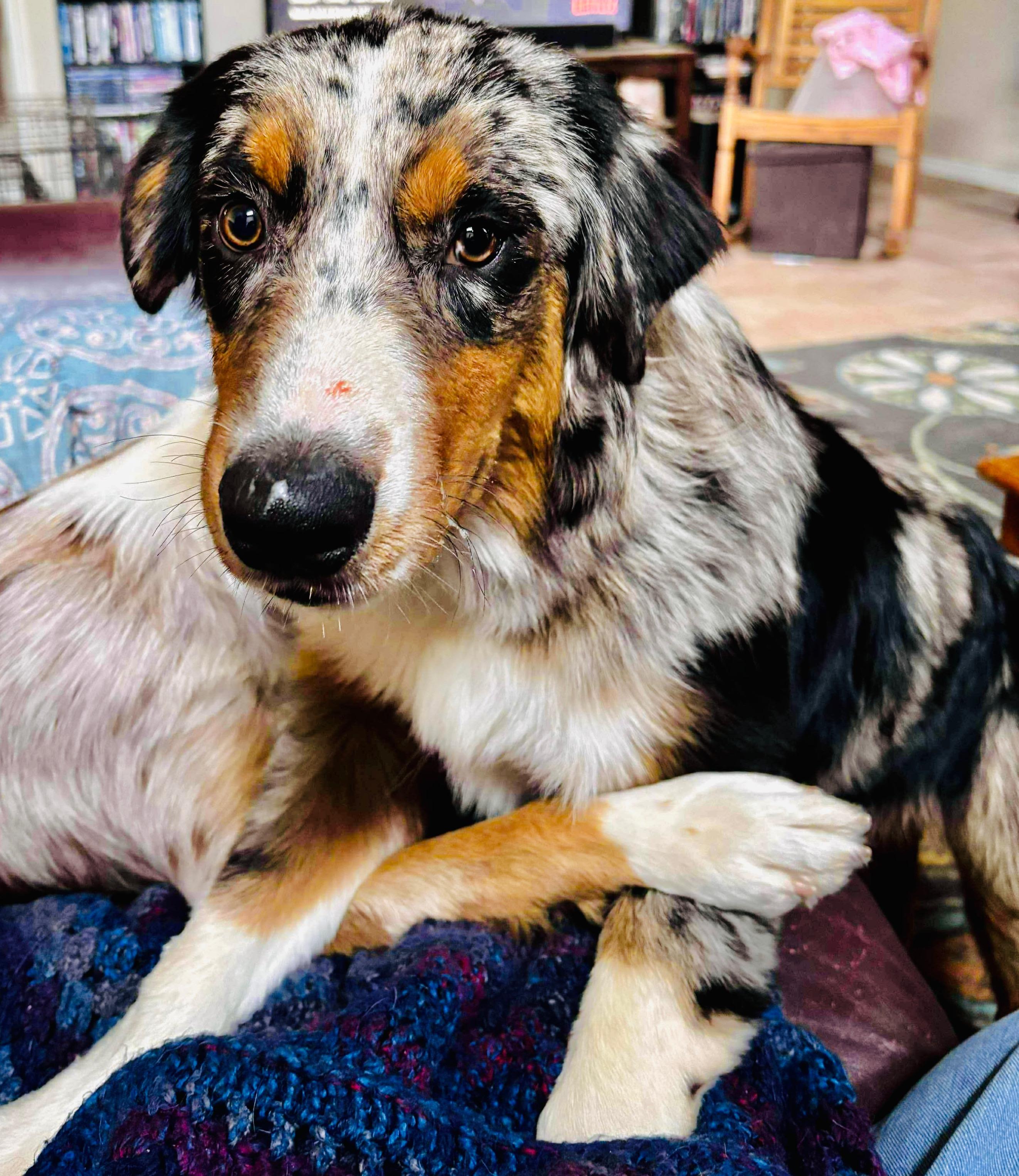 Enlarge [ADOPTION PENDING] ARPH# 14642 - Kanyon, a Adoptable Australian Shepherd in Burton, TX image 2/4