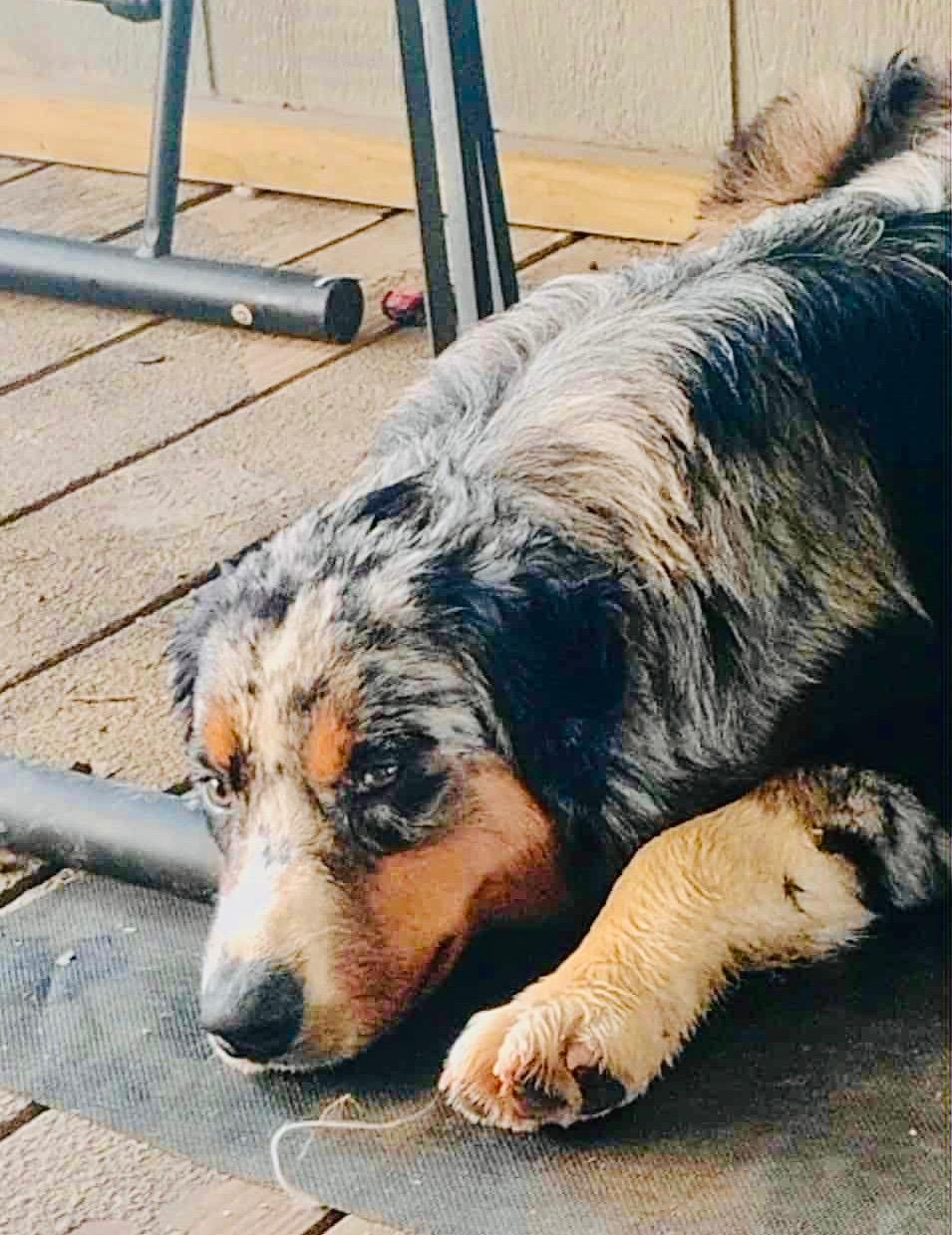 Enlarge [ADOPTION PENDING] ARPH# 14642 - Kanyon, a Adoptable Australian Shepherd in Burton, TX image 4/4