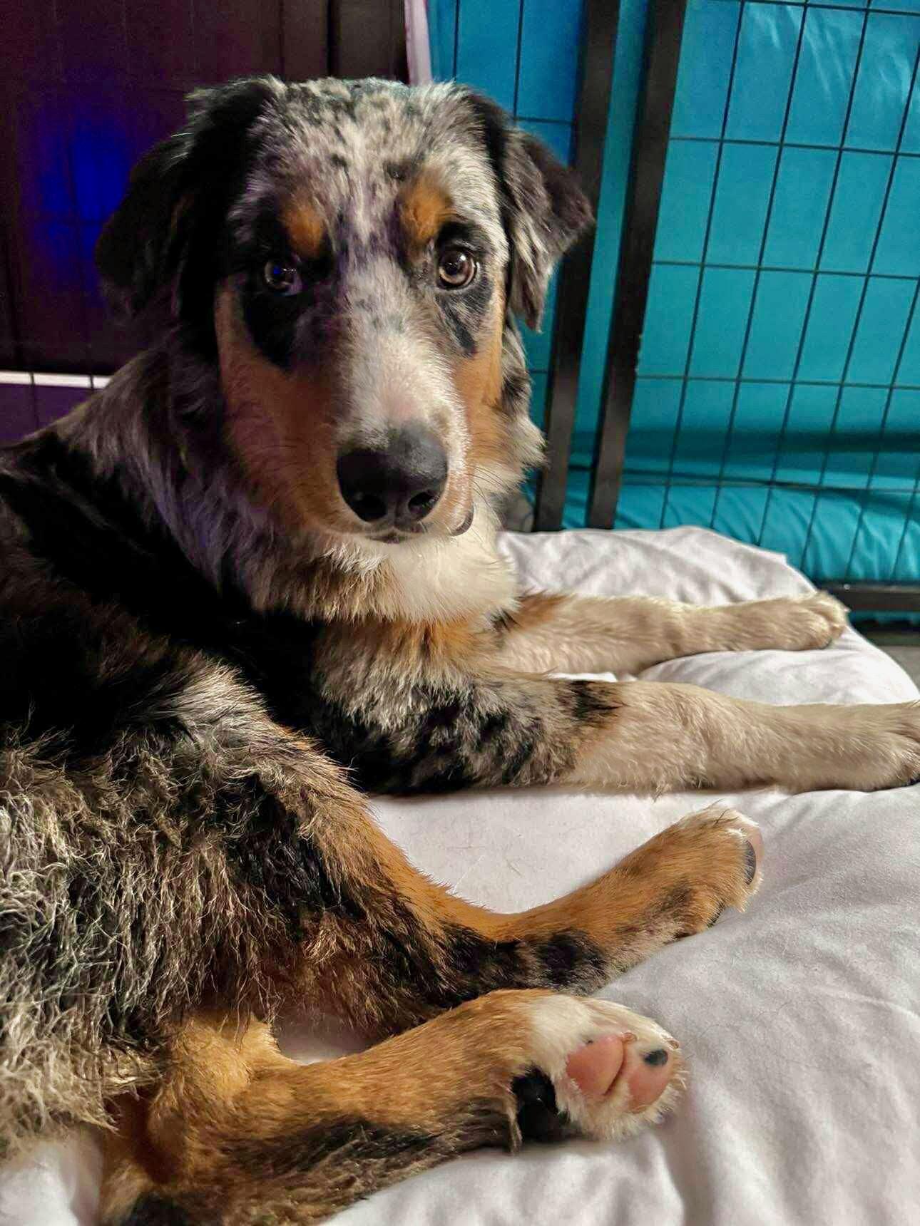 Enlarge [ADOPTION PENDING] ARPH# 14642 - Kanyon, a Adoptable Australian Shepherd in Burton, TX image 3/4