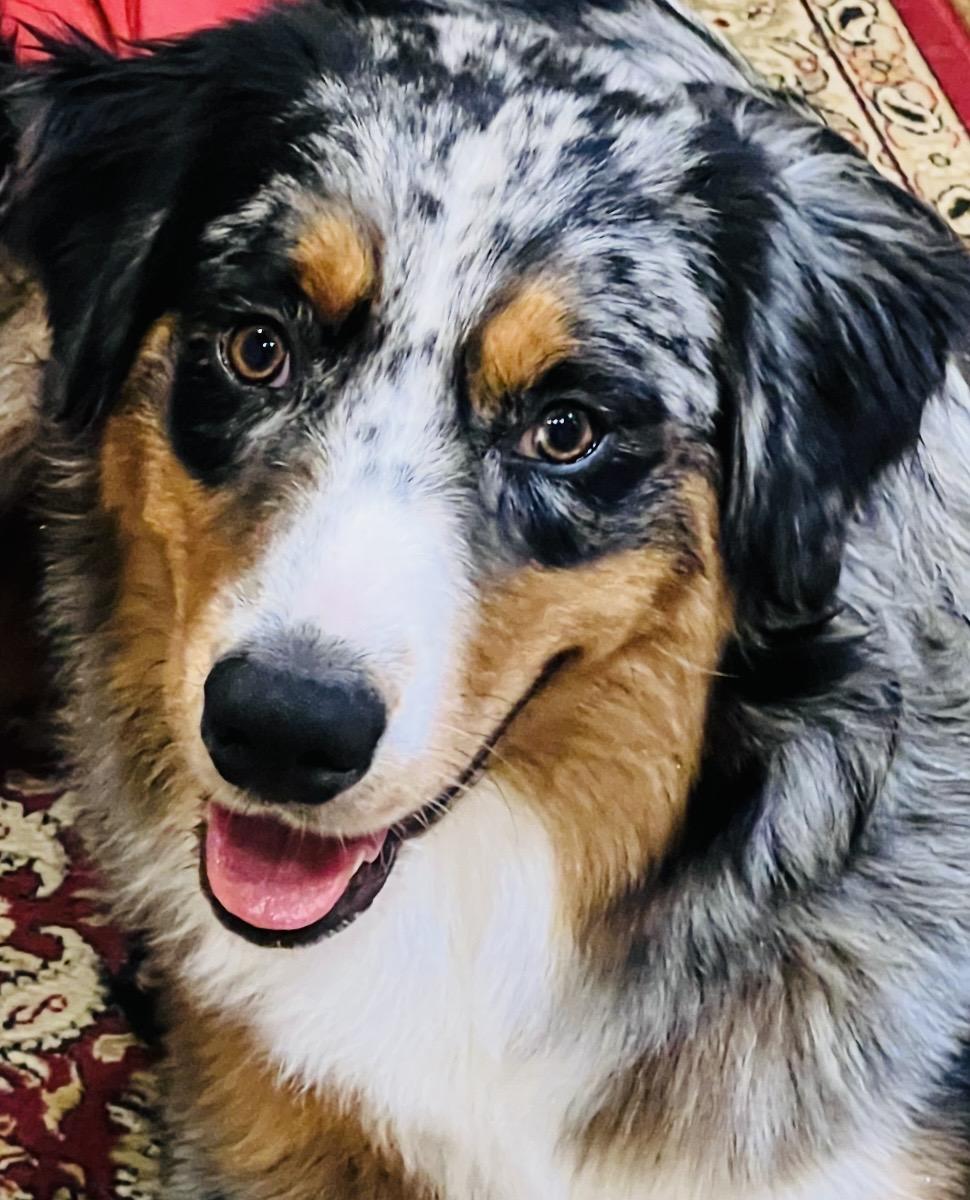 Enlarge [ADOPTION PENDING] ARPH# 14642 - Kanyon, a Adoptable Australian Shepherd in North Richland Hills, TX image 1/3