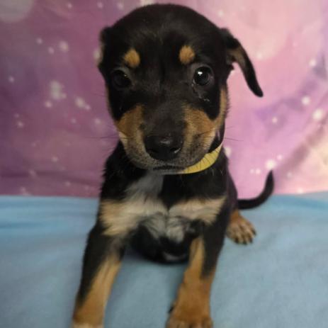 Chloe, Adoptable, Puppy Female Mixed Breed & Mixed Breed.