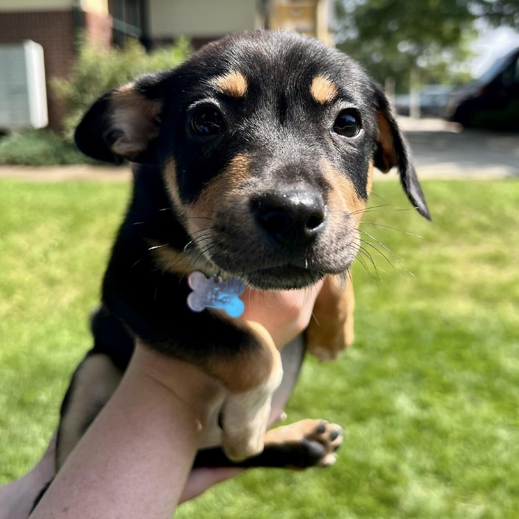 Chloe, a Adoptable mixed breed in Fort Collins, CO image 2/5