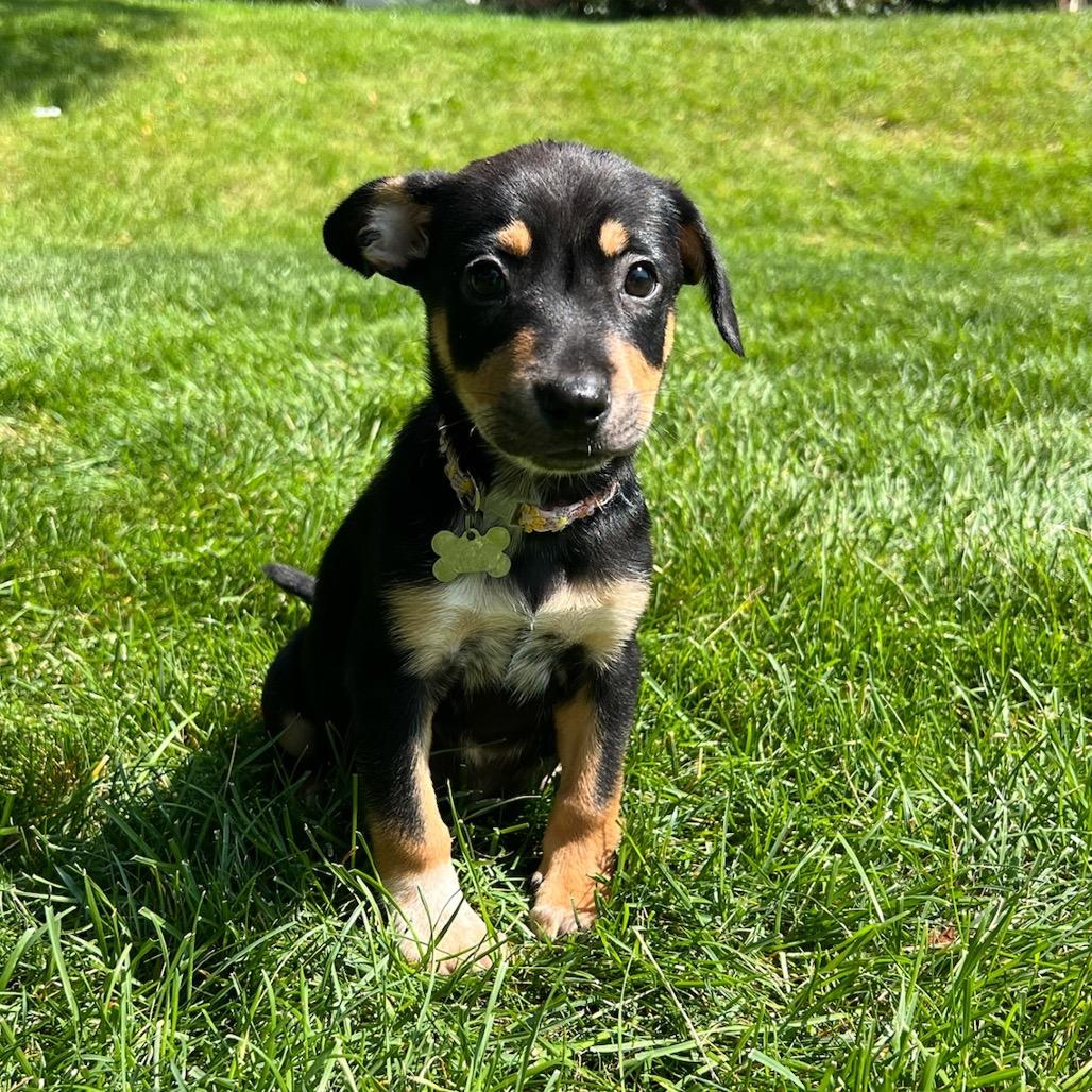Chloe, a Adoptable mixed breed in Fort Collins, CO image 4/5