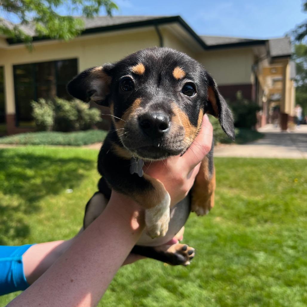Chloe, a Adoptable mixed breed in Fort Collins, CO image 5/5