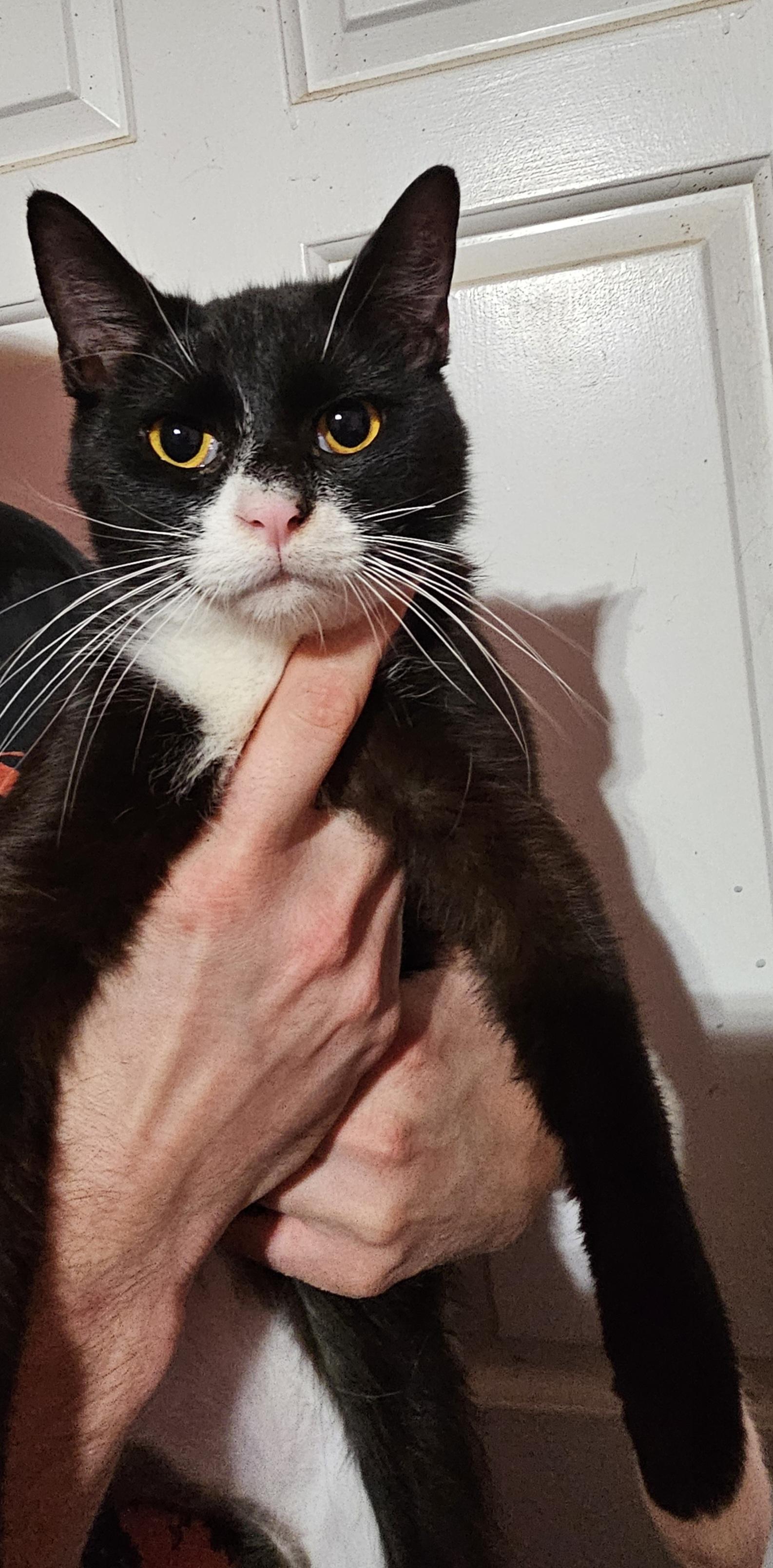 Enlarge Mushu, a Adoptable Tuxedo in Central City, KY image 1/1