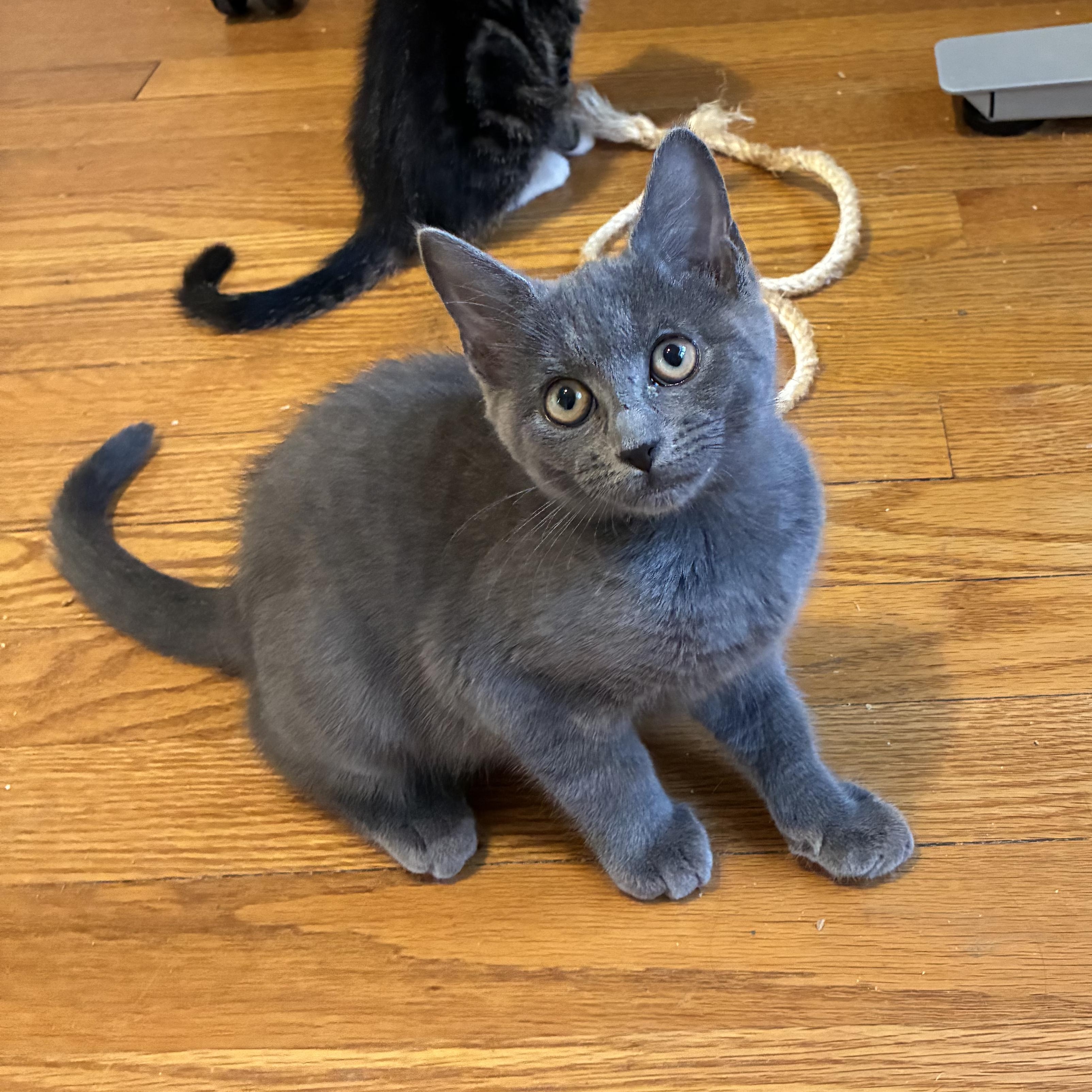Enlarge Fellini, a Adoptable mixed breed in Hyattsville, MD image 1/6