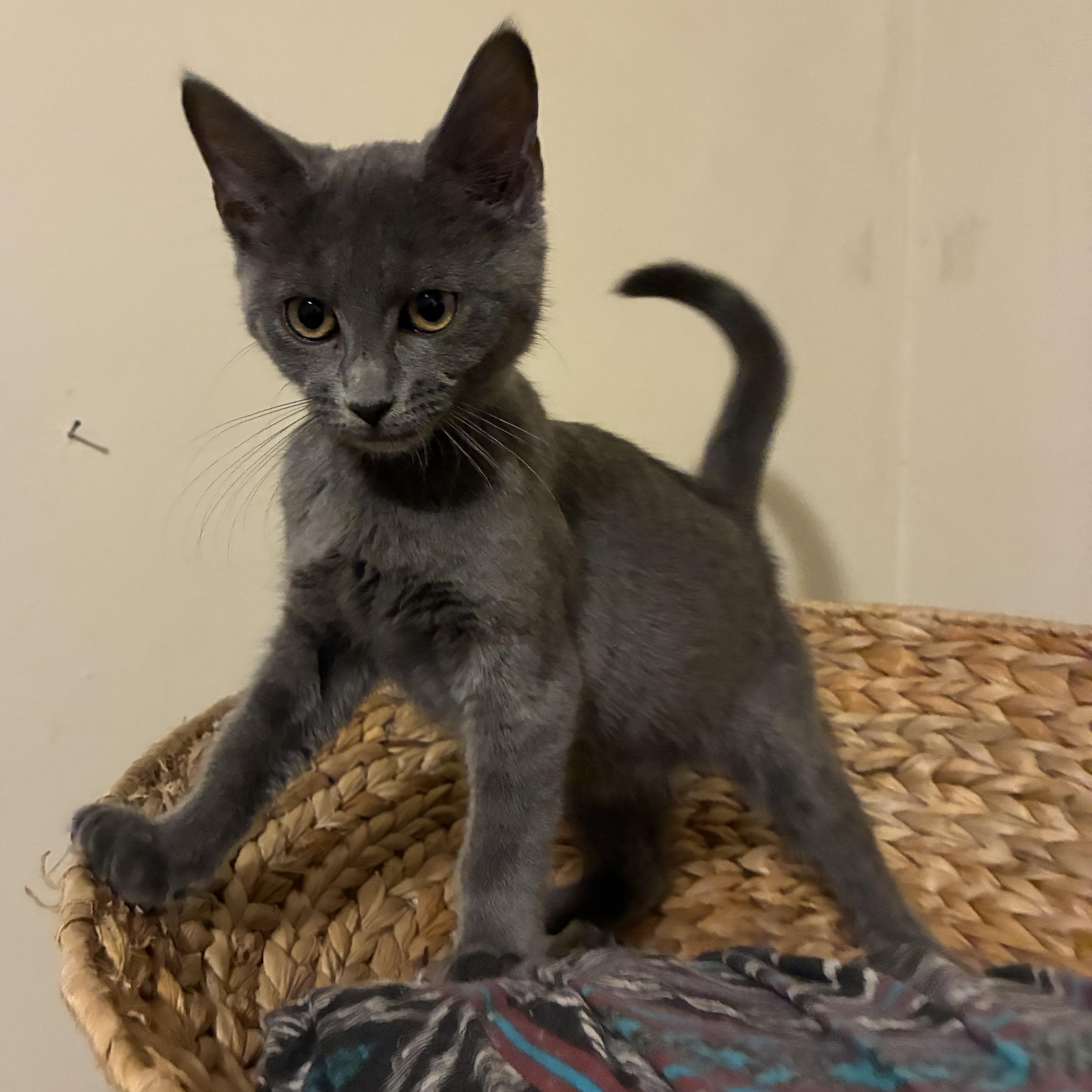 Enlarge Fellini, a Adoptable mixed breed in Hyattsville, MD image 5/6