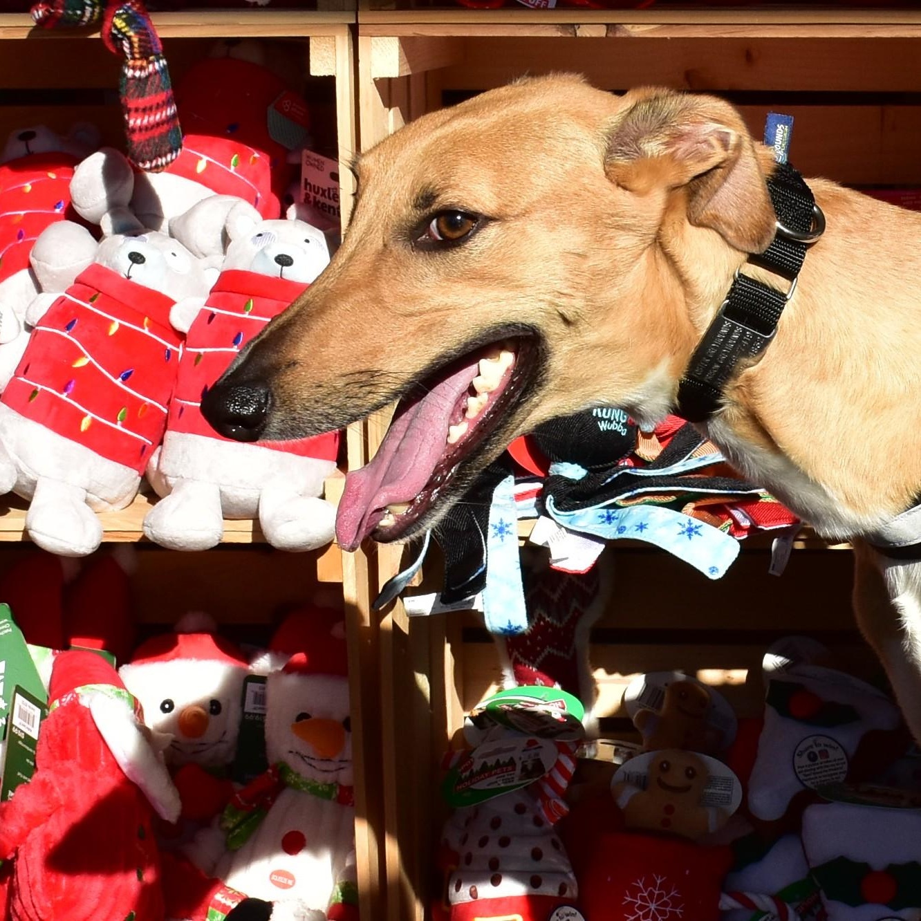 Moe, a Adoptable mixed breed in Indianapolis, IN image 2/6