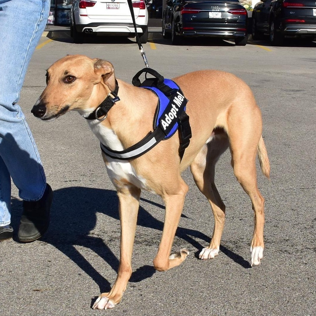 Moe, a Adoptable mixed breed in Indianapolis, IN image 4/6