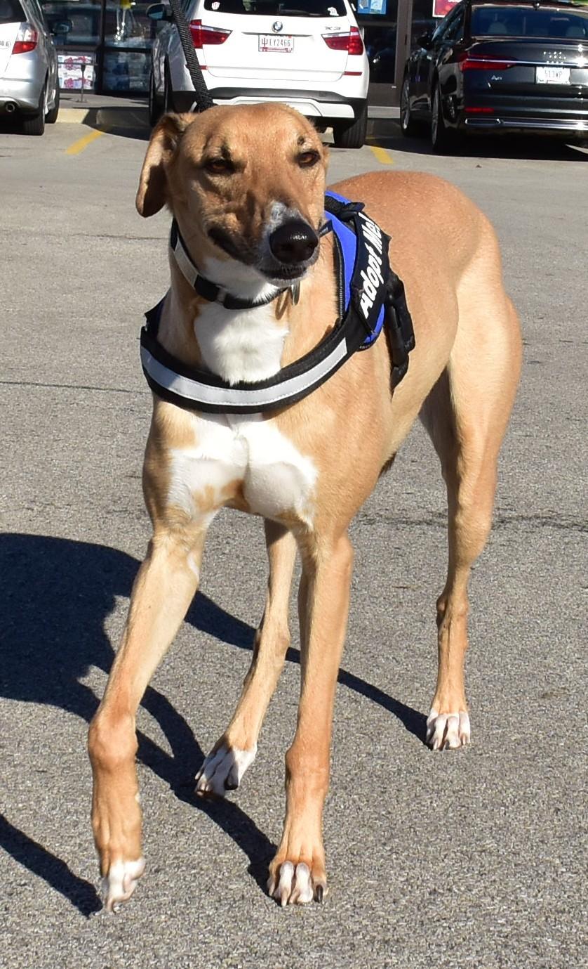 Moe, a Adoptable mixed breed in Indianapolis, IN image 5/6