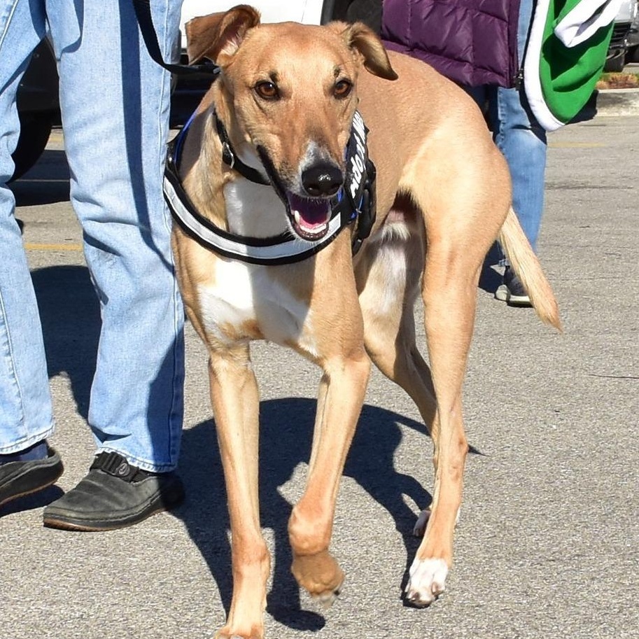 Moe, Adoptable, Adult Male Greyhound & Lurcher.