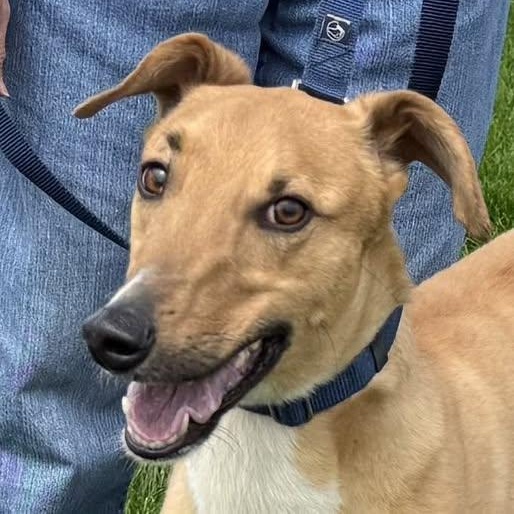 Moe, a Adoptable mixed breed in Indianapolis, IN image 6/6