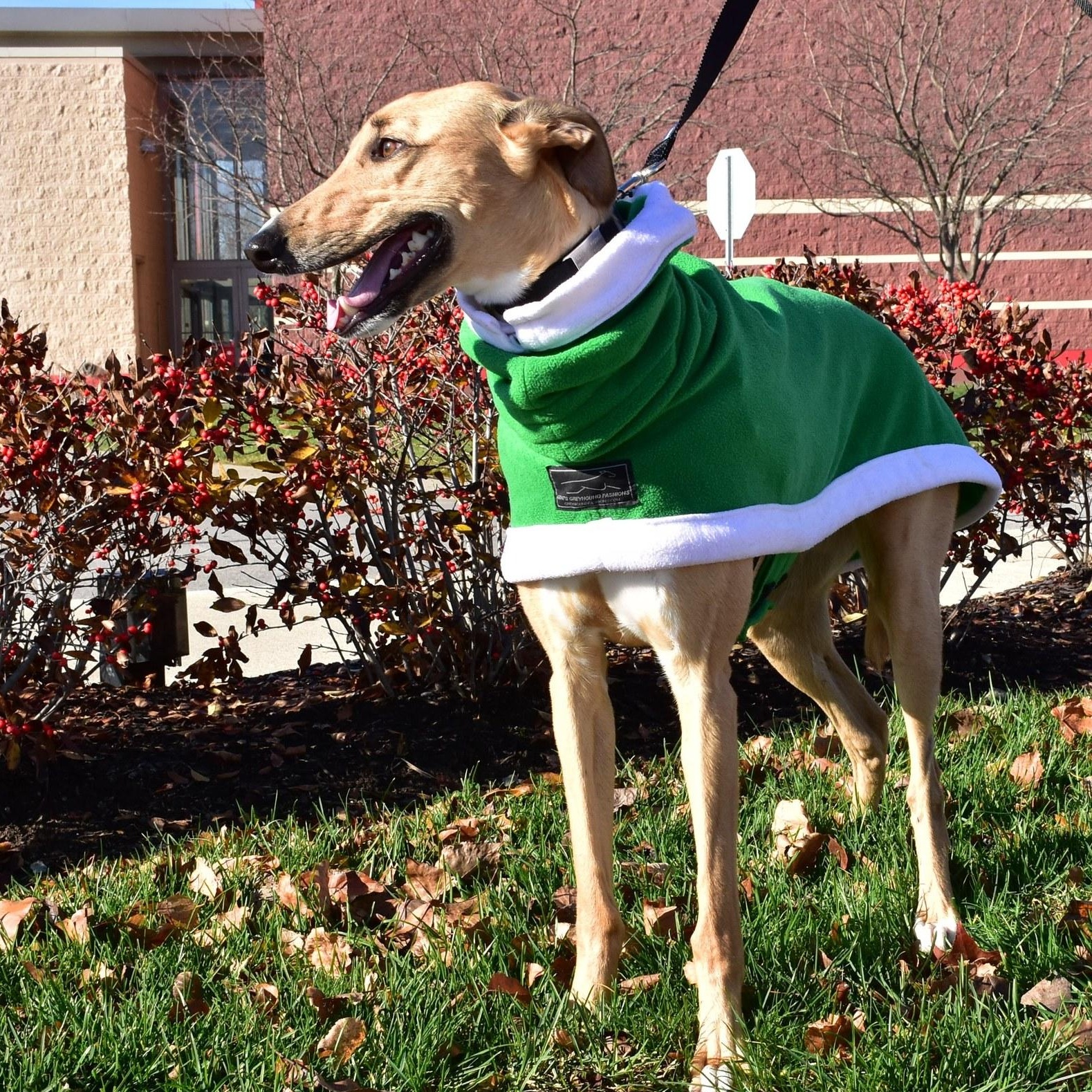 Moe, a Adoptable mixed breed in Indianapolis, IN image 3/6