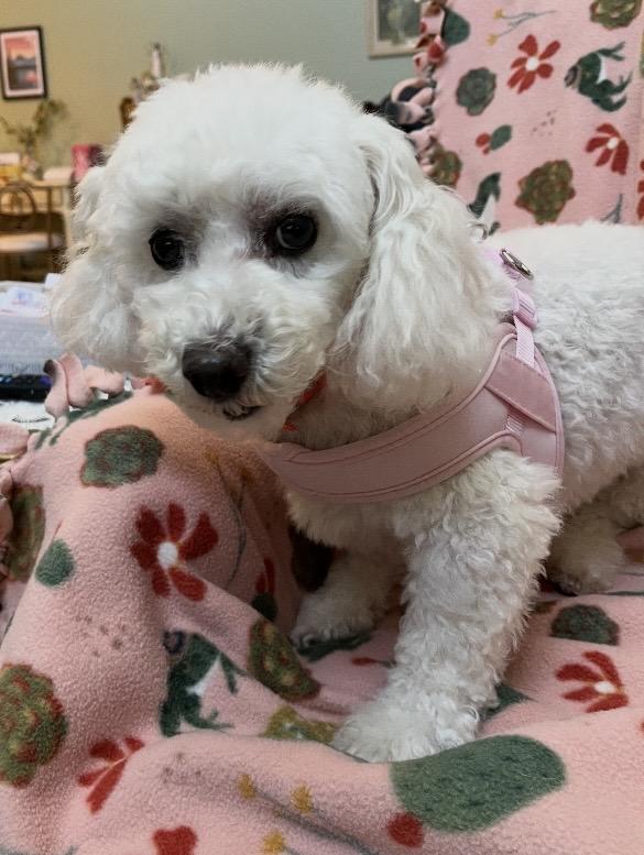 Claire, a ADOPTABLE Bichon Frise in Coatesville, PA image 3/6