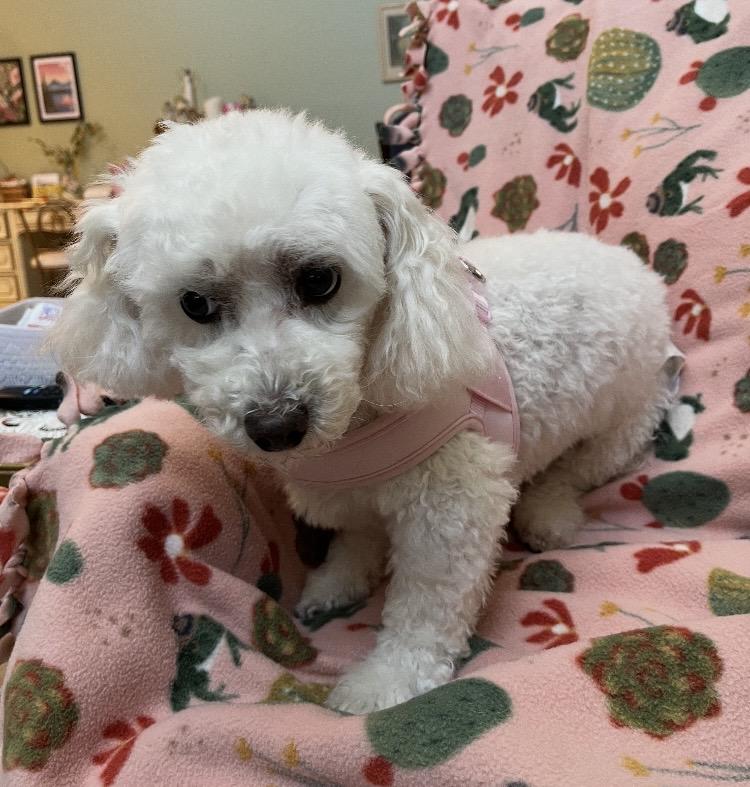 Claire, a ADOPTABLE Bichon Frise in Coatesville, PA image 4/6