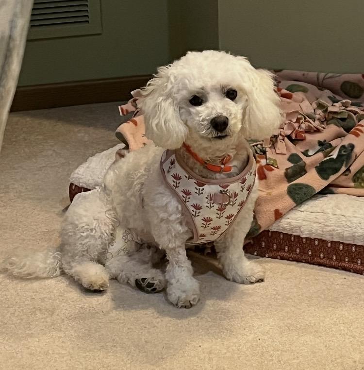 Claire, ADOPTABLE, Adult Female Bichon Frise.