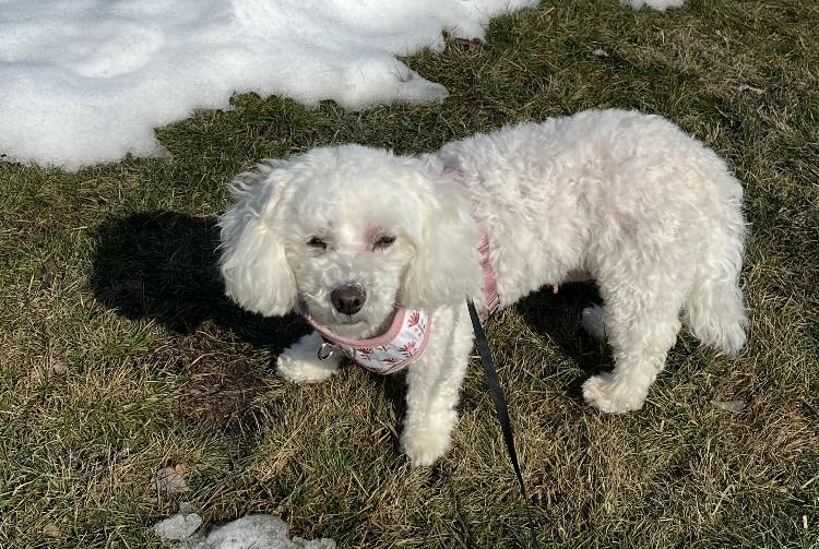 Claire, a ADOPTABLE Bichon Frise in Coatesville, PA image 6/6