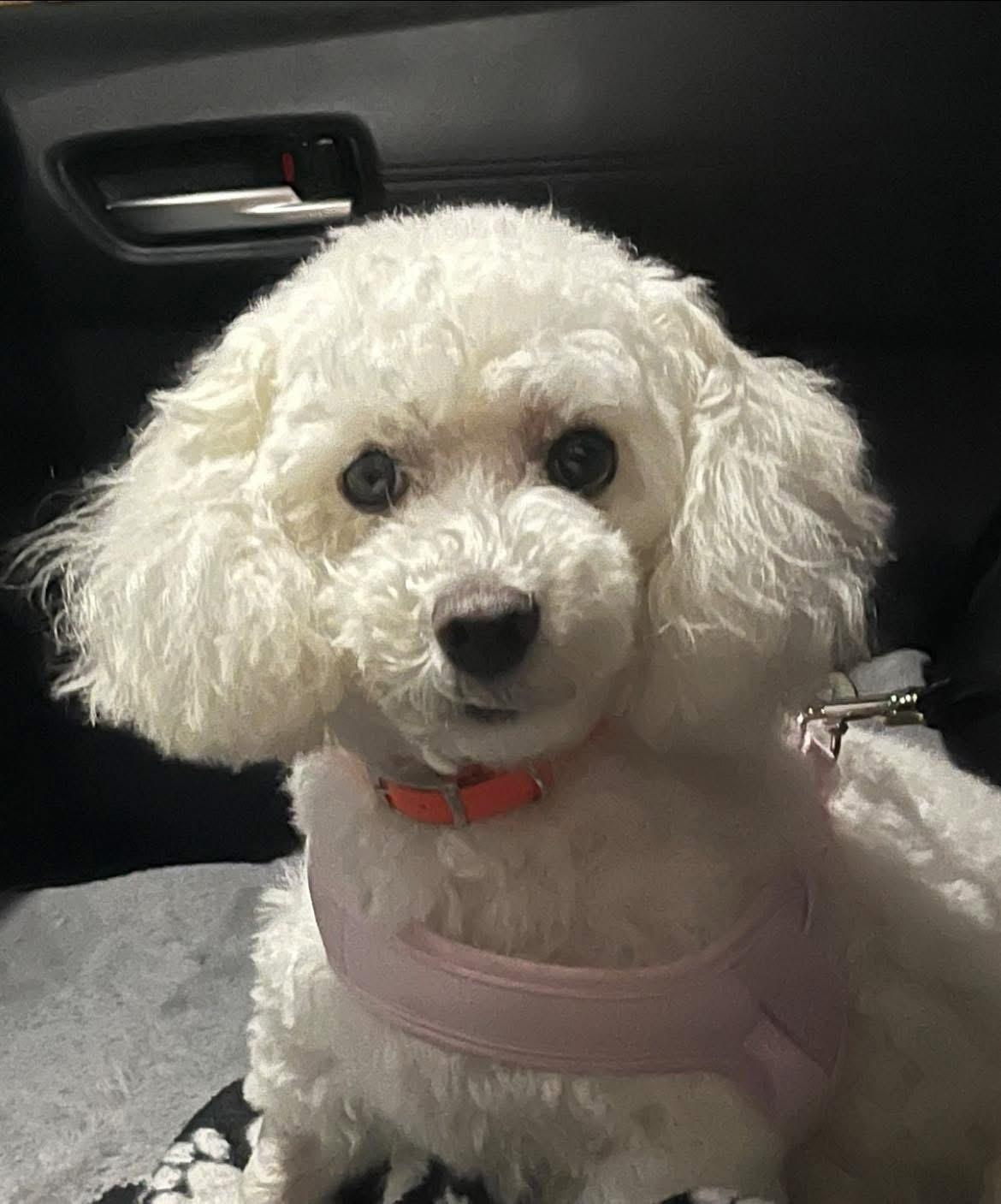 Claire, a ADOPTABLE Bichon Frise in Coatesville, PA image 2/6