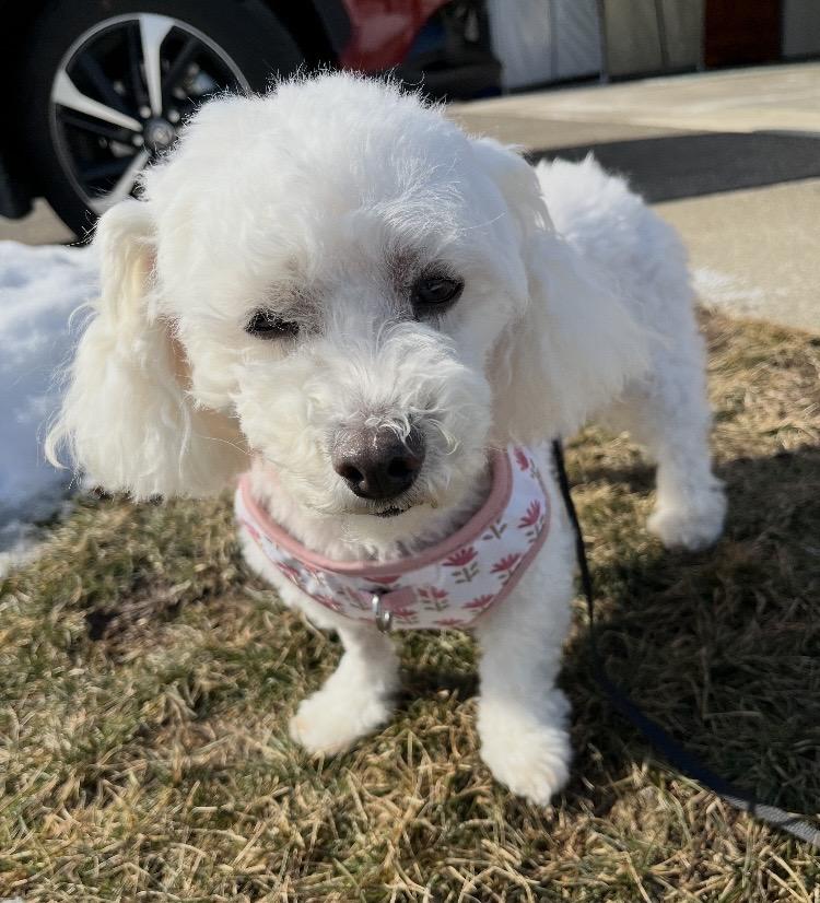 Claire, a ADOPTABLE Bichon Frise in Coatesville, PA image 5/6