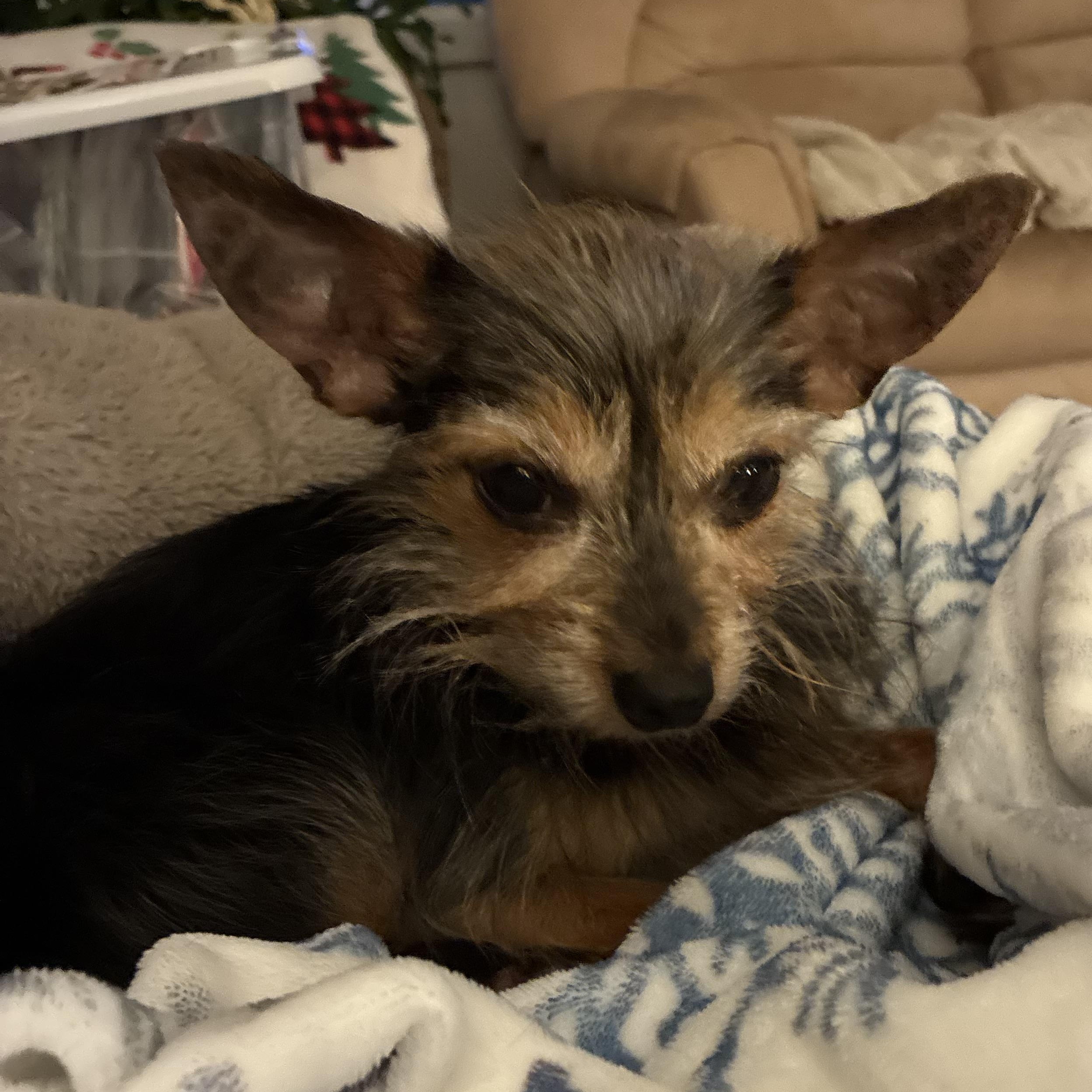 Ozzy, a Adoptable mixed breed in Copiague, NY image 1/4