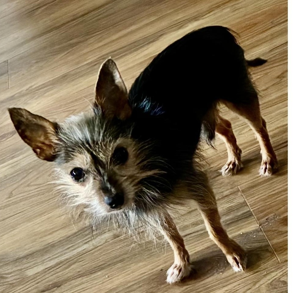 Ozzy, a Adoptable mixed breed in Copiague, NY image 4/4
