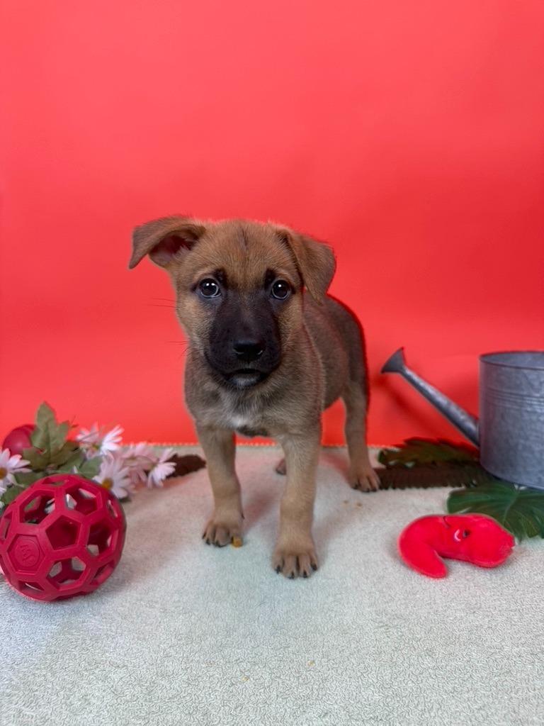 Enlarge Beefsteak, a Adoptable mixed breed in Phoenix, AZ image 1/3