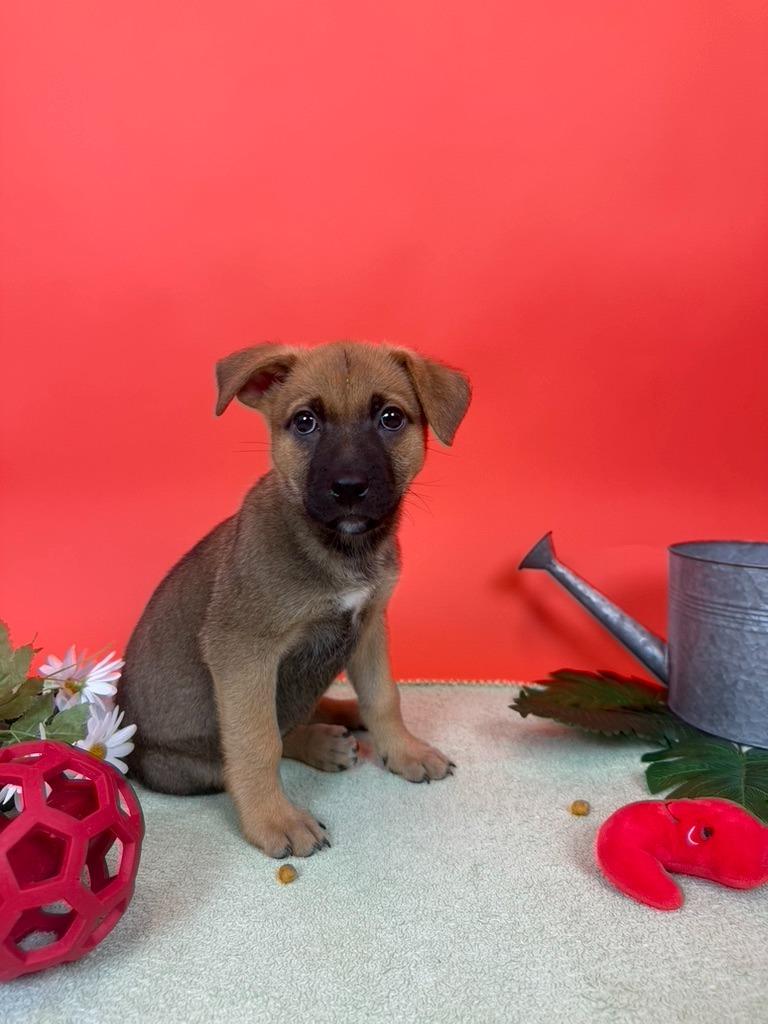 Enlarge Beefsteak, a Adoptable mixed breed in Phoenix, AZ image 2/3